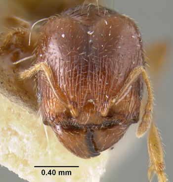 Media type: image;   Entomology 20678 Aspect: head frontal view